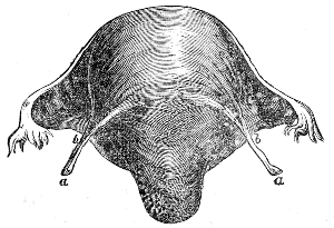 Muscular Fibres of the Womb