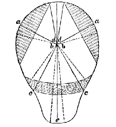 lines representing force of the Fundul Fibres