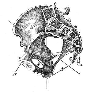 Section of the Pelvis