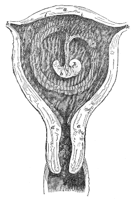 Section of the Uterus