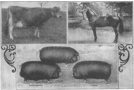 PROTECTED.—The above illustration of highly bred, highly trained and highly protected animals, showing a cow valued at $13,000, hogs valued at over $4,000 each and a horse at $5,000, serves as a striking contrast to the illustration on the opposite page.