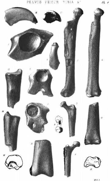 PELVIS, FEMUR, TIBIA, &c. Pl. 8.