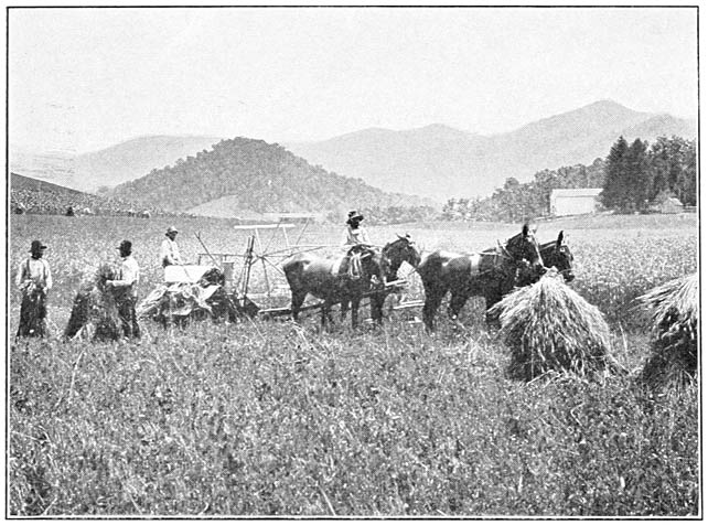 Harvesting at Cullowhee, N. C.