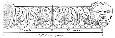 Cymatium.