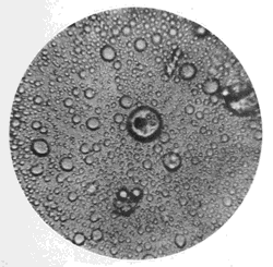 microscopic view of colostrum in cow's milk