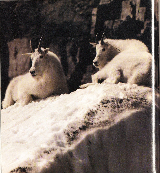 Mountain goats.