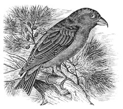 Loxia americana