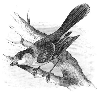 Illustration: Perisoreus canadensis