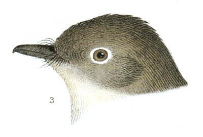 Illustration: Color plate 45 detail 3