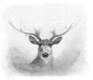 Stag