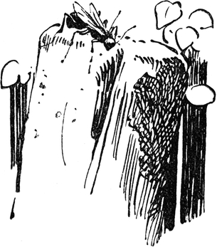 Grabwespe auf dem Pfahl