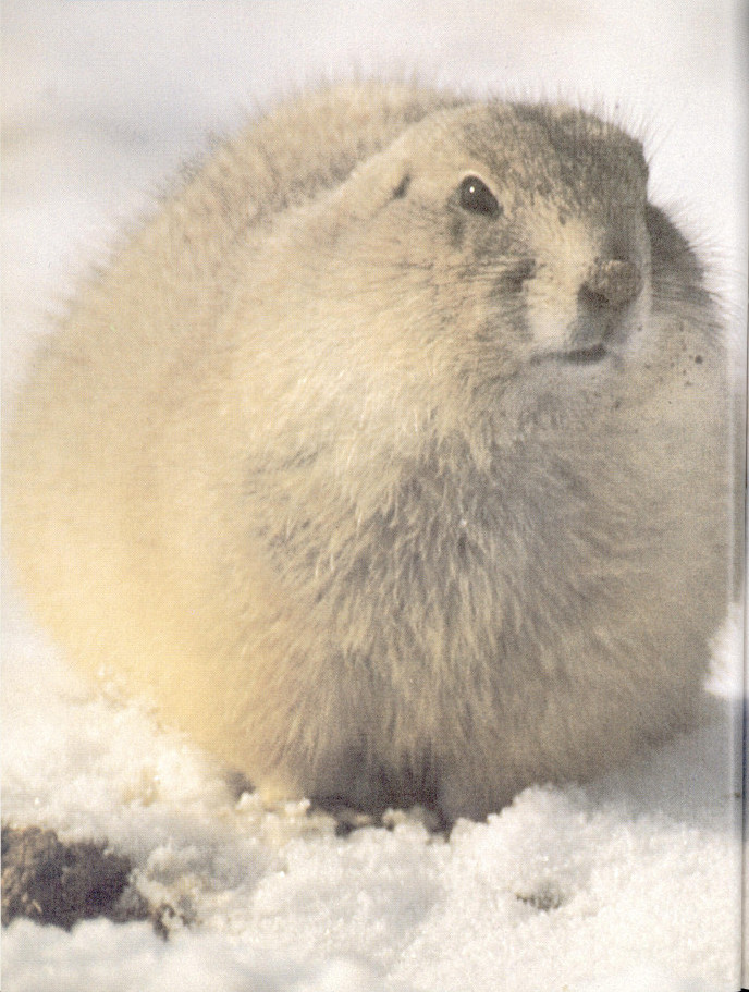 Prairie dogs.