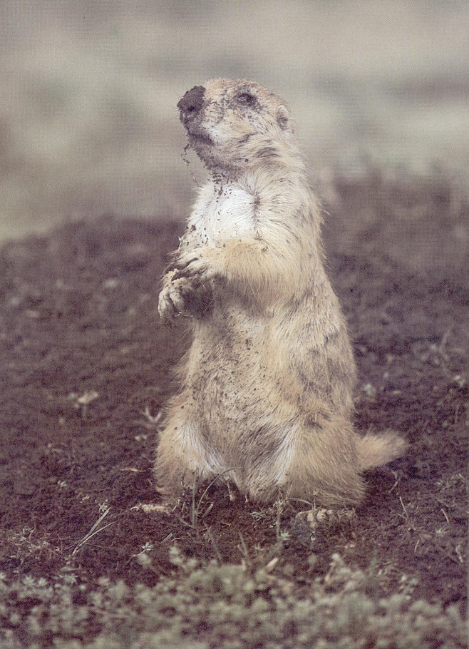 Prairie dog