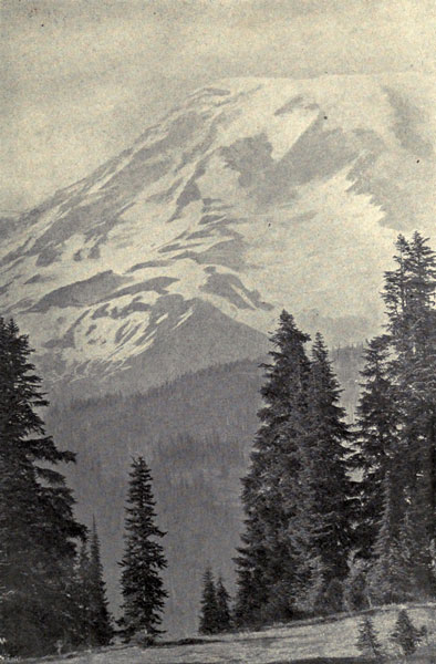 Mt. Rainier and Alpine Firs (Abies lasiocarpa)