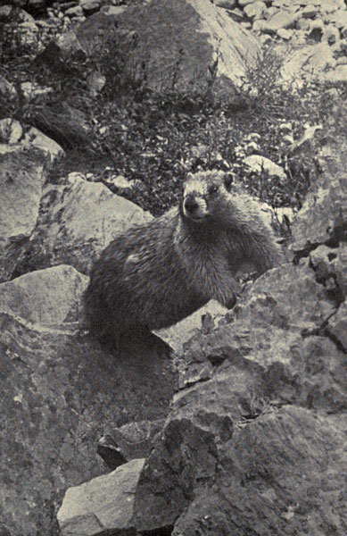 A Mountain Woodchuck