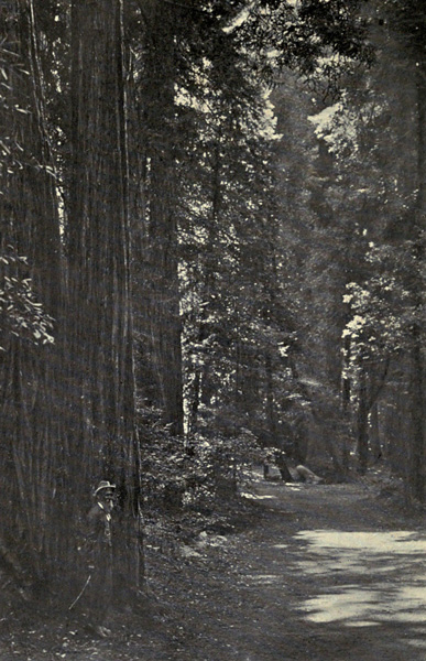 John Muir in Muir Woods (1909)