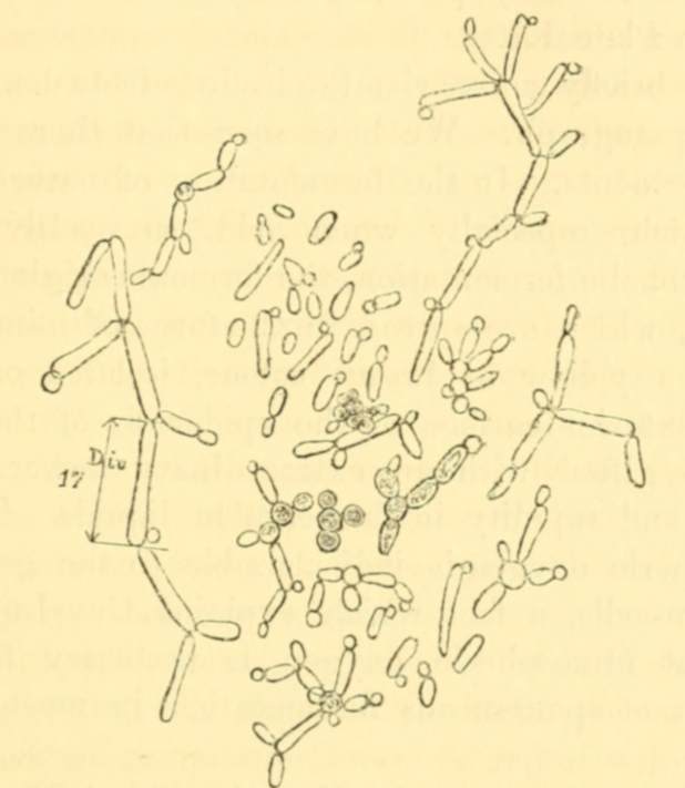 Fig. 37. 1 Div. = 1/450th of millimetre (1/11250th of in.)