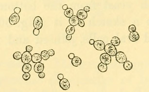 Fig. 51.