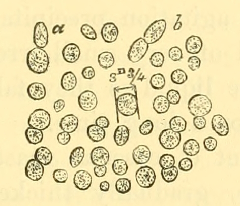 Fig. 55.