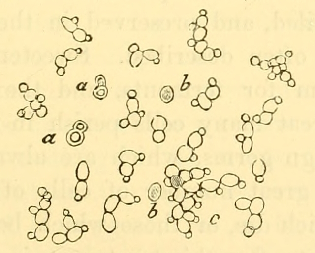 Fig. 58.