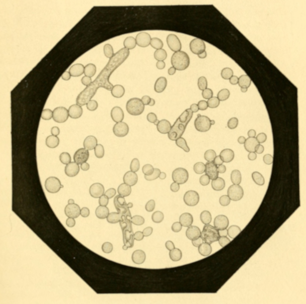 Plate 6. Ferment of Mucor.