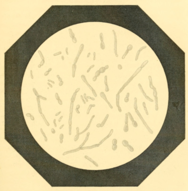 Plate 12. Ferment-cells from a Spontaneous Fermentation just starting.