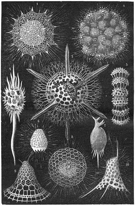 Straaldiertjes (Radiolaria).