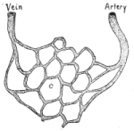 Capillaries