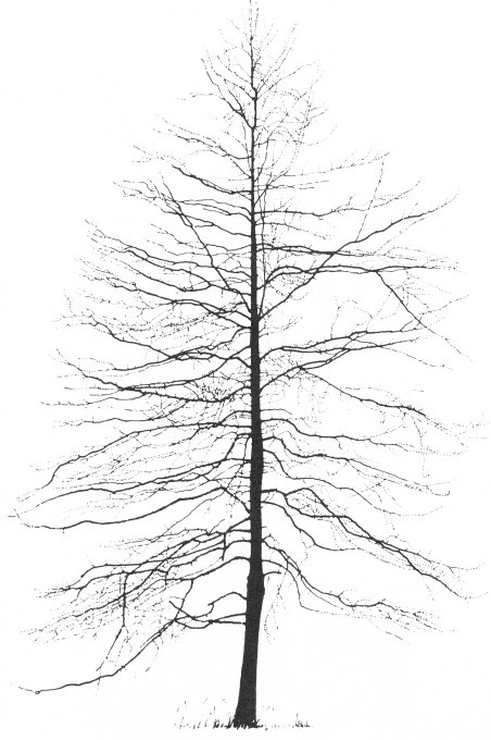 silhouette
