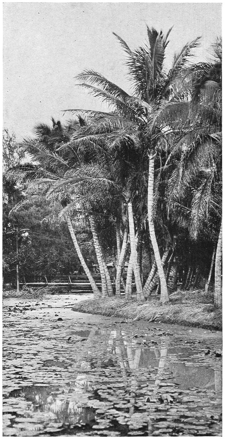 LOTUS LILIES AND COCONUTS—WAIKIKI