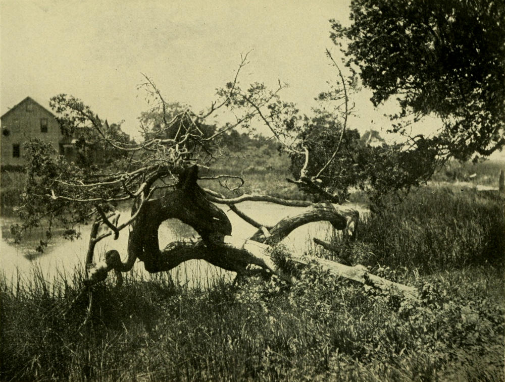 IF THIS AGED CEDAR COULD TELL ITS LIFE’S STORY, WE WOULD FIND IT FULL OF ROMANCE AND ADVENTURE