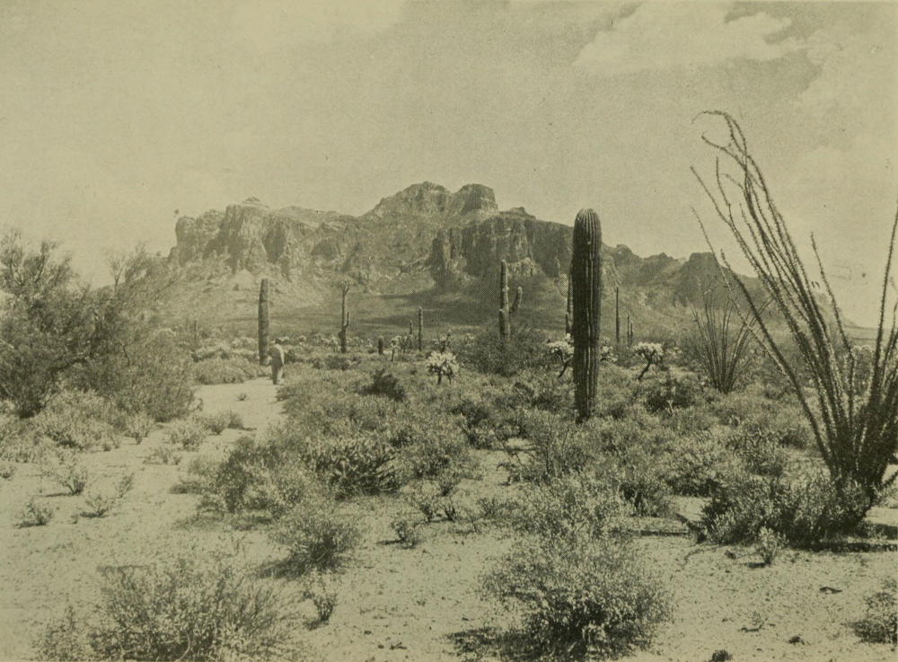 ALLIES OF THE DESERT ARM THEMSELVES WITH PRICKLES AND THORNS AGAINST THEIR ANIMAL ENEMIES