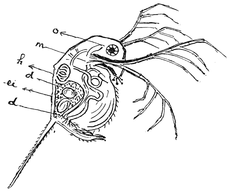 Een Watervloo of Daphnia (sterk vergroot).