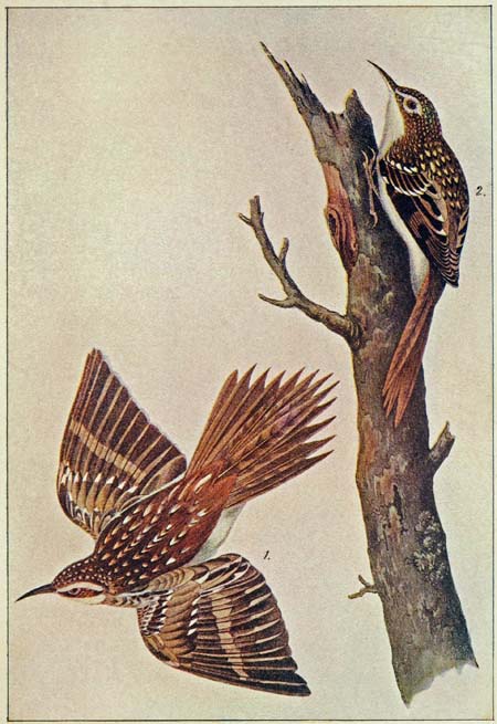 BROWN CREEPER