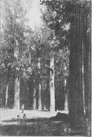 A Cathedraal of Trees