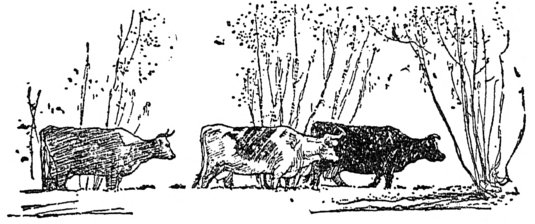 [Cattle in field]