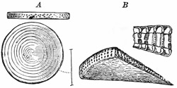 Fig. 21.