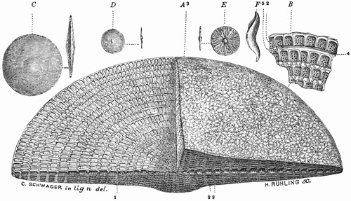 Fig. 45.