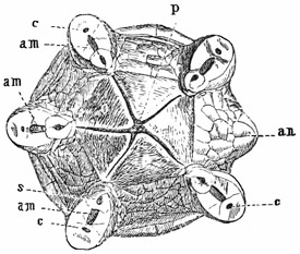 Fig. 236.