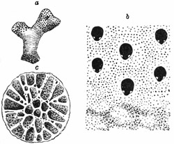 Fig. 460.