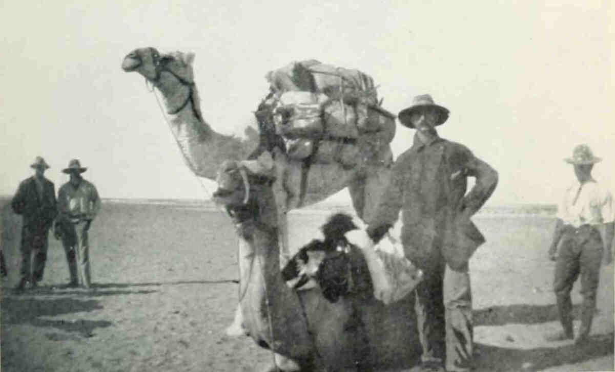 Camel