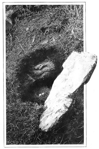 REDSTART'S NEST AND EGGS BENEATH A STONE ON THE GROUND. THE STONE WAS LIFTED TO SHOW NEST AND EGGS.