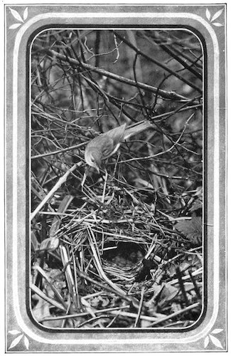 CHIFFCHAFF AND NEST