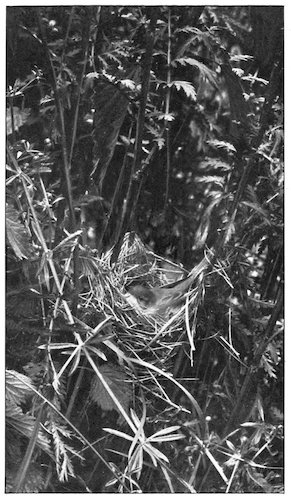 MARSH WARBLER ON THE NEST