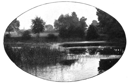 marsh landscape