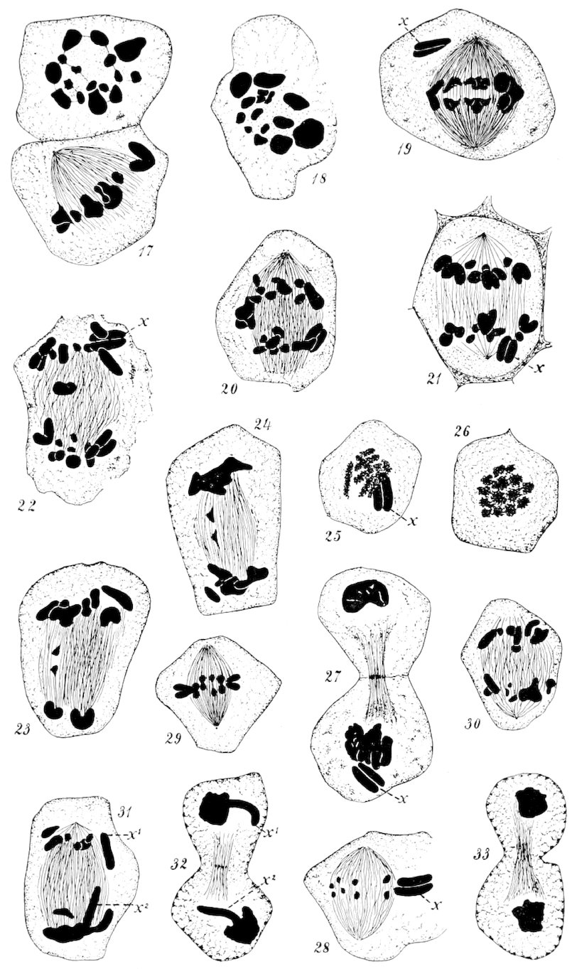 Spermatocytes