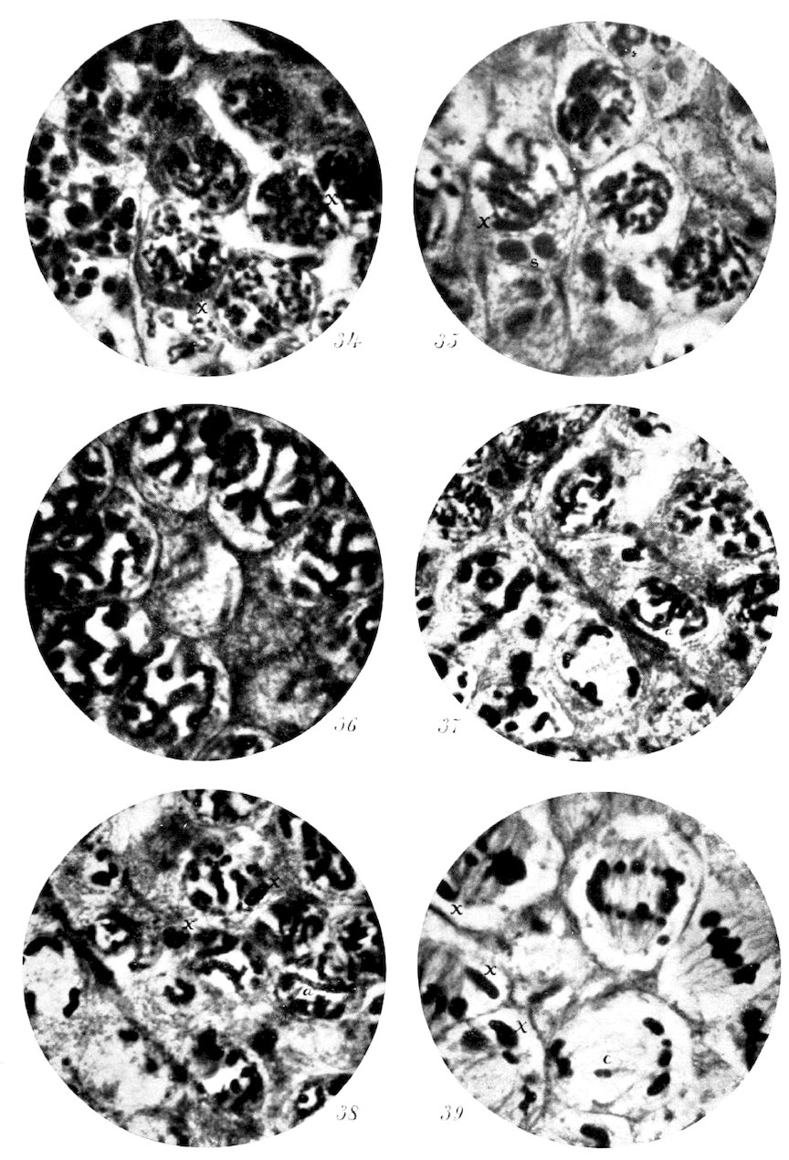 Spermatocytes