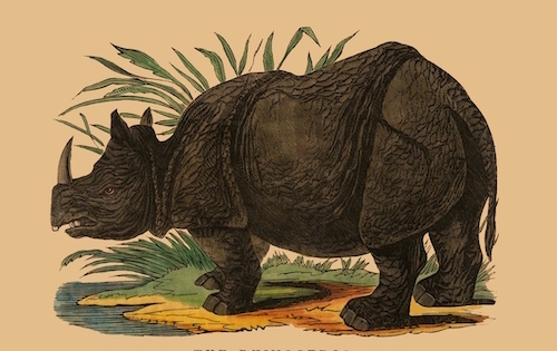 RHINOCEROS