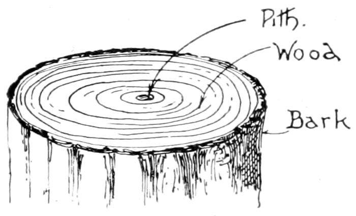 Cross (transverse) section of tree