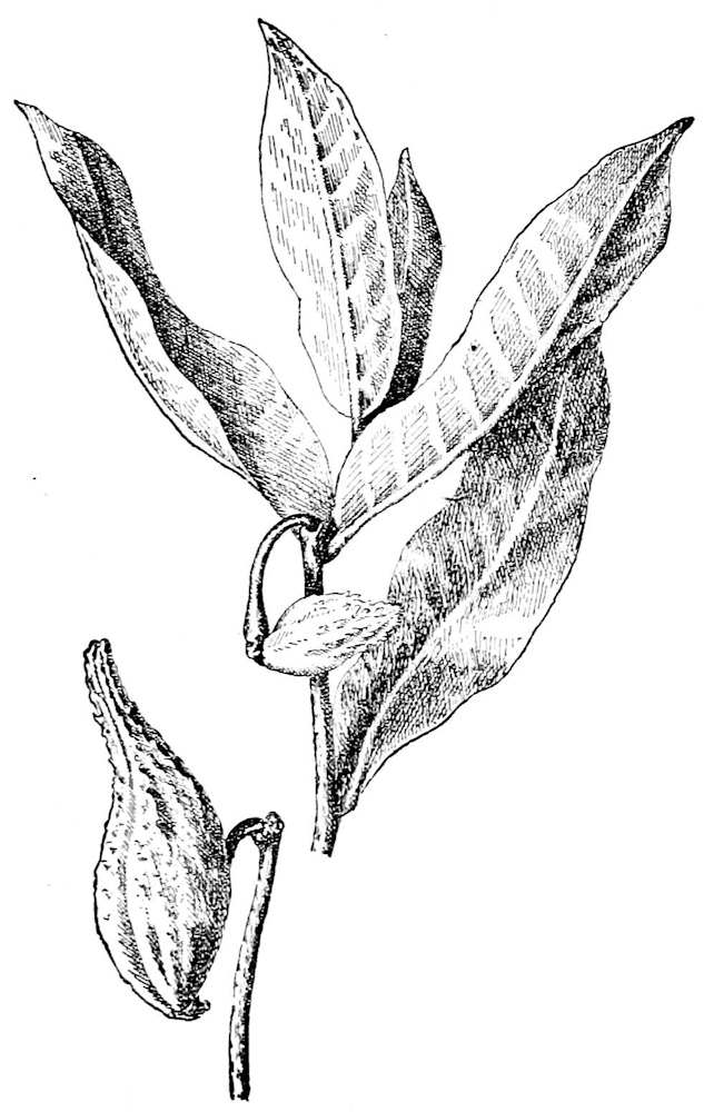 Leaves